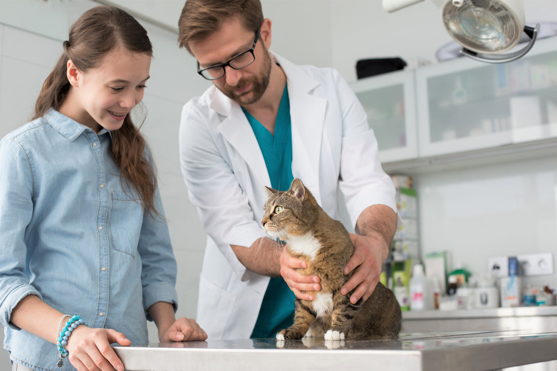 A pet owner and her cat consulting with a veterinarian in a calm, professional clinic setting