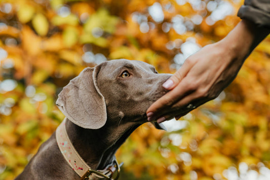 Dog being fed Bravecto chew for flea tick worm protection without needing a vet from No Prescription Pets store delivered to USA