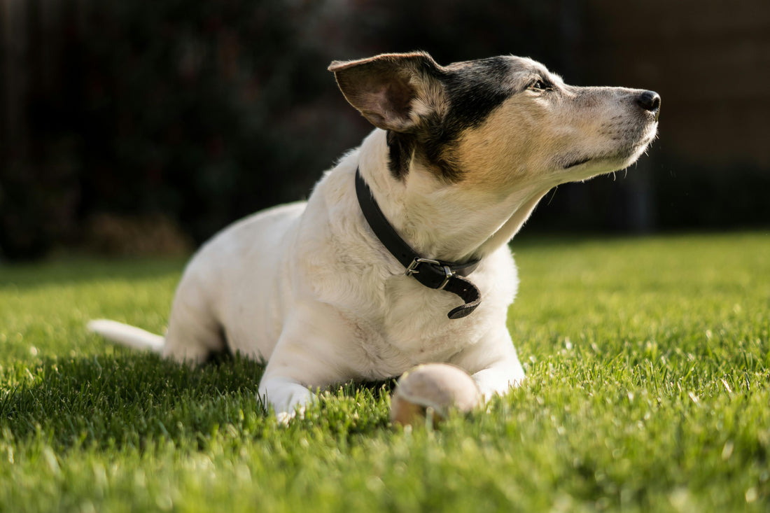 Dog and cat wearing Seresto flea and tick collars outdoors, looking happy and healthy.