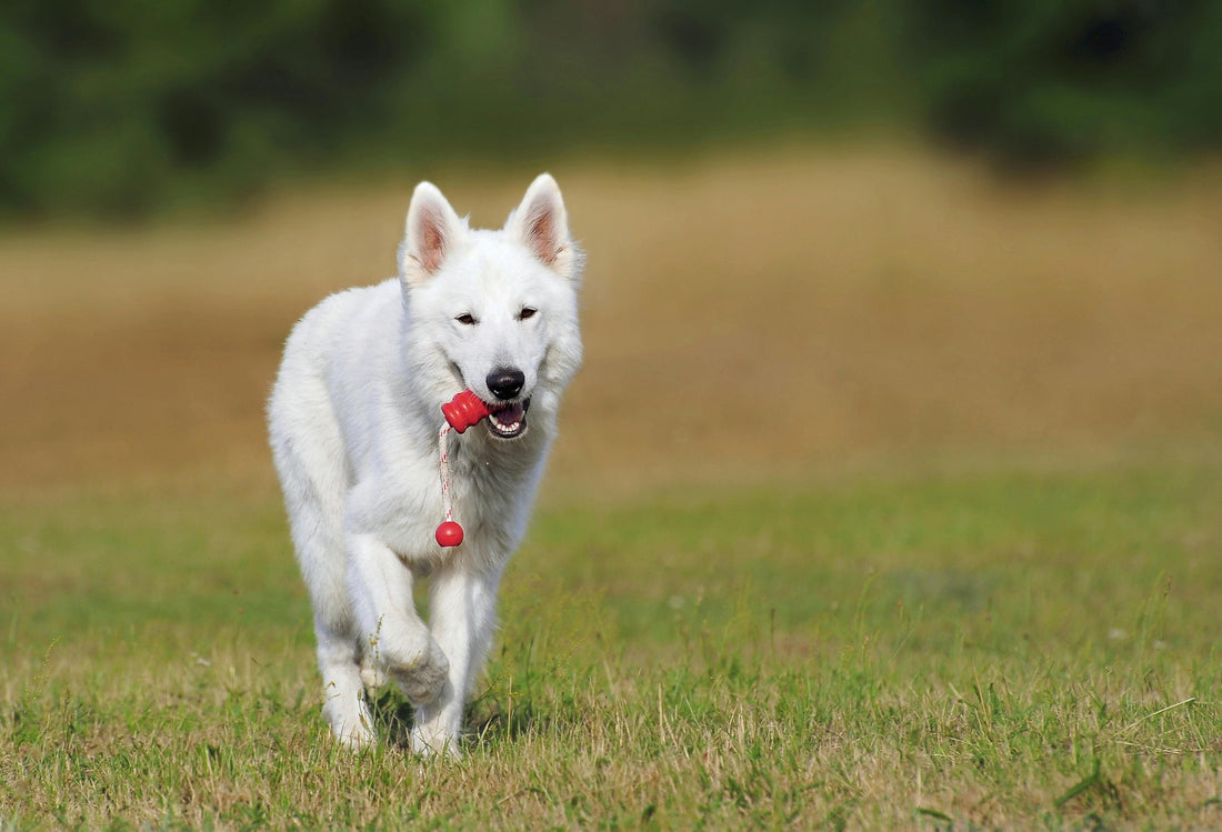 Cat and dog scratching from fleas with flea treatment products like Bravecto and Advantage nearby