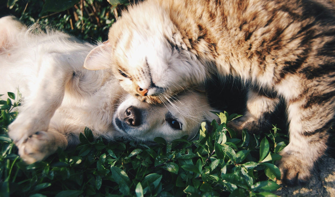 Dog receiving Bravecto flea and tick treatment without a vet prescription