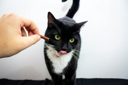 Owner giving a cat a Drontal tablet — safe and effective deworming without prescription