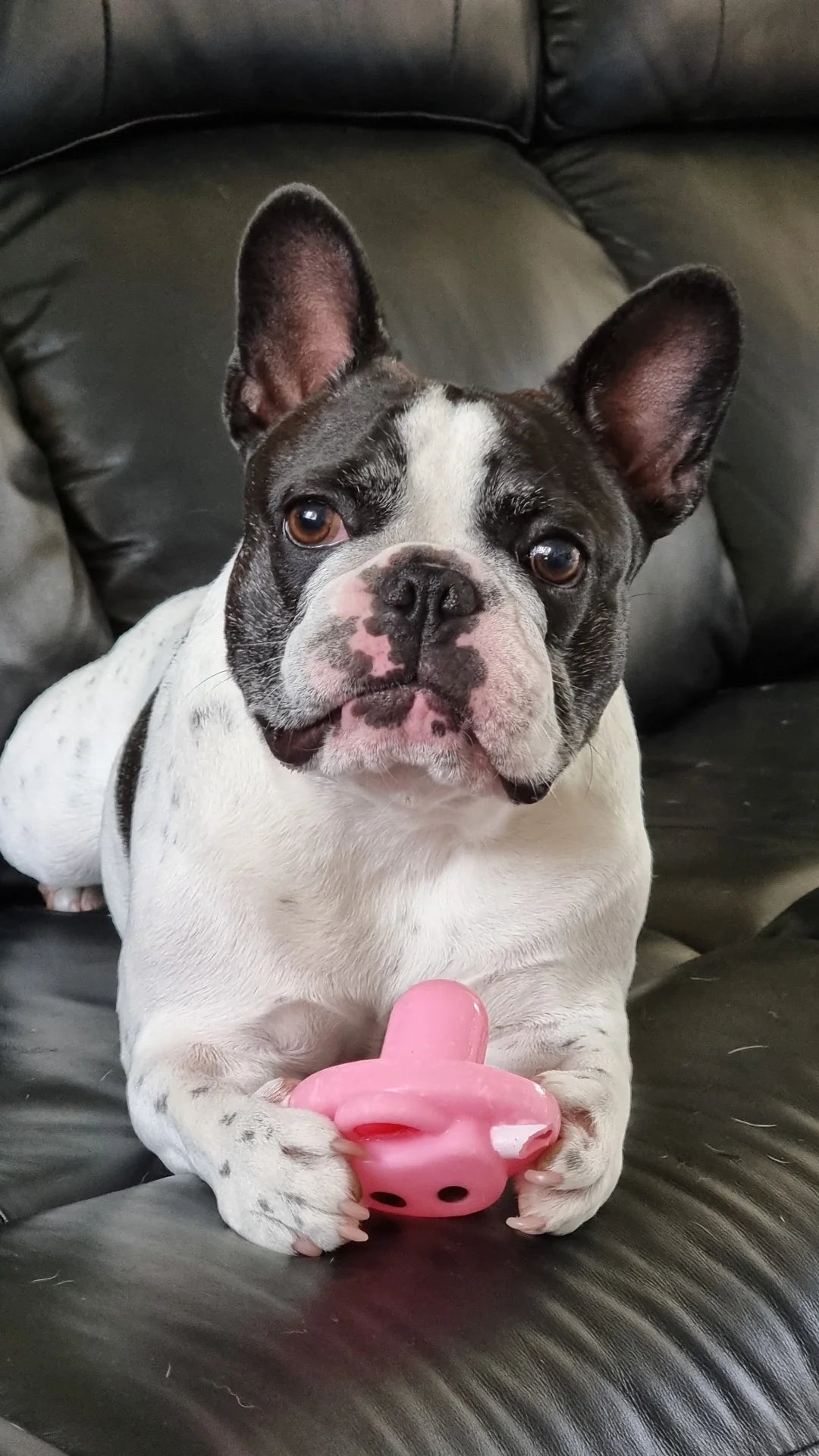 Heartworm Prevention for Dogs | Monthly No-RX Heartworm Treatment