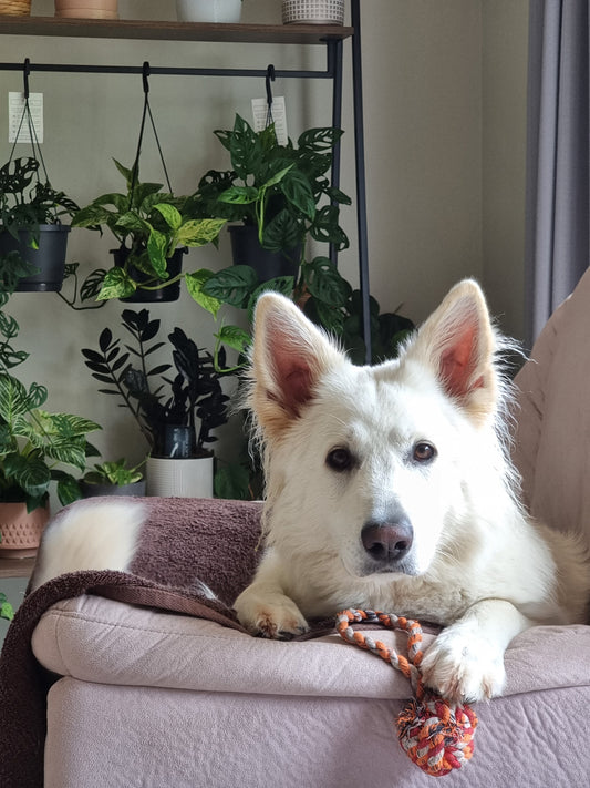 Where to Order Simparica Trio Without a Vet Visit