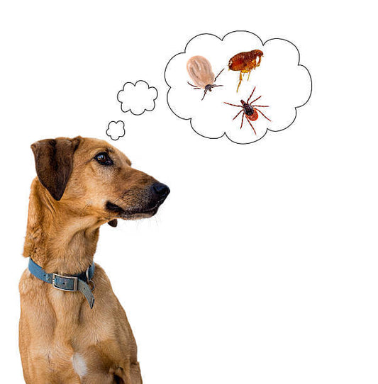 Dog with thought bubble, thinking about fleas and ticks, highlighting the need for flea and tick prevention