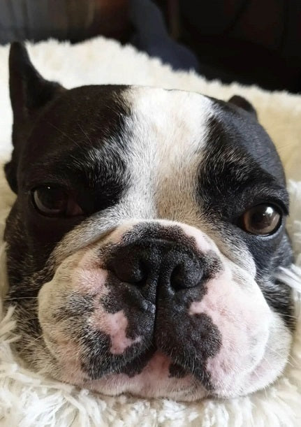 Explore Fast-Acting Flea and Tick Prevention Products