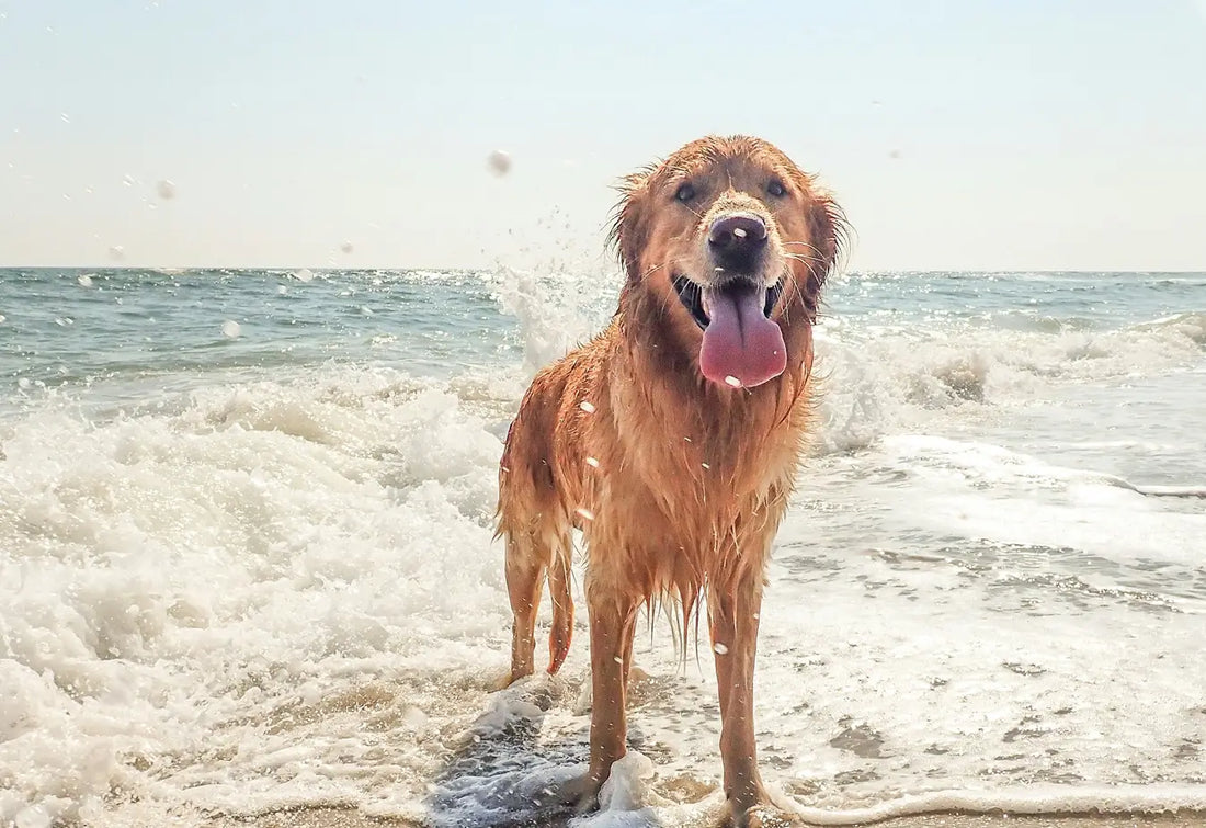 Nexgard without a vet prescription