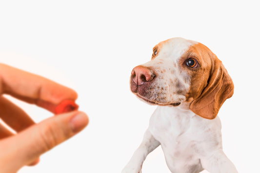 Dog dewormer meds no rx