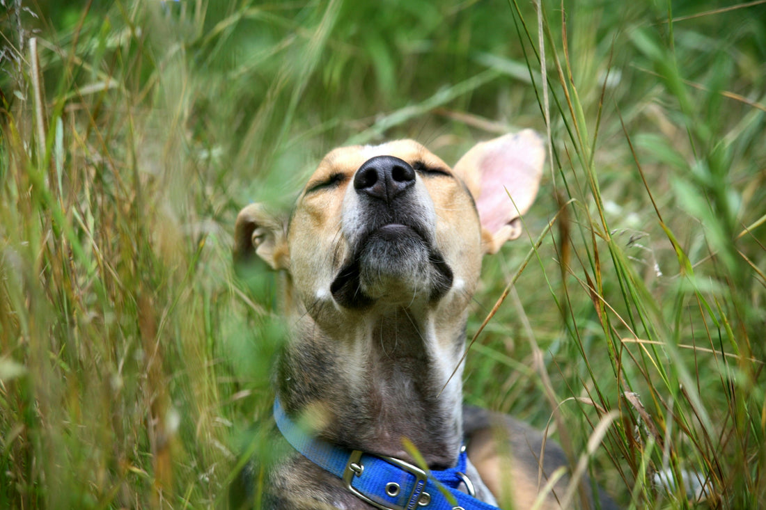 Why do flea tick medicines require vet prescription