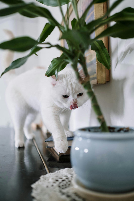 No rx pets toxic houseplants for cats dogs