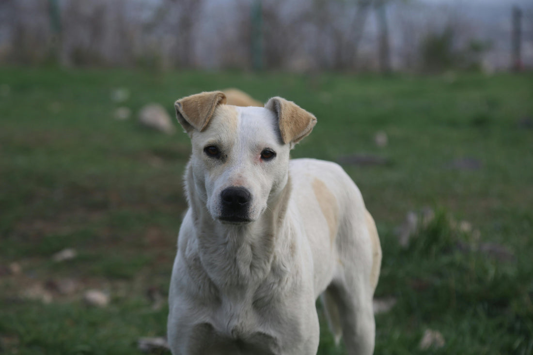 Advantage meds for pets no rx