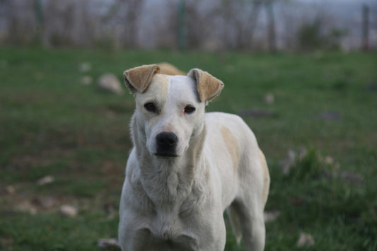 Advantage meds for pets no rx