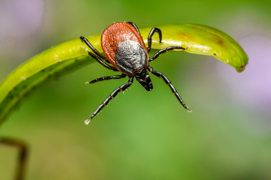 Ticks in dogs cats No rx vet treatment