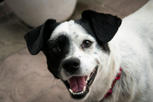 Happy Black & white dog with Bravecto chew packet on the floor, symbolizing safe flea and tick protection without a prescription in the USA.