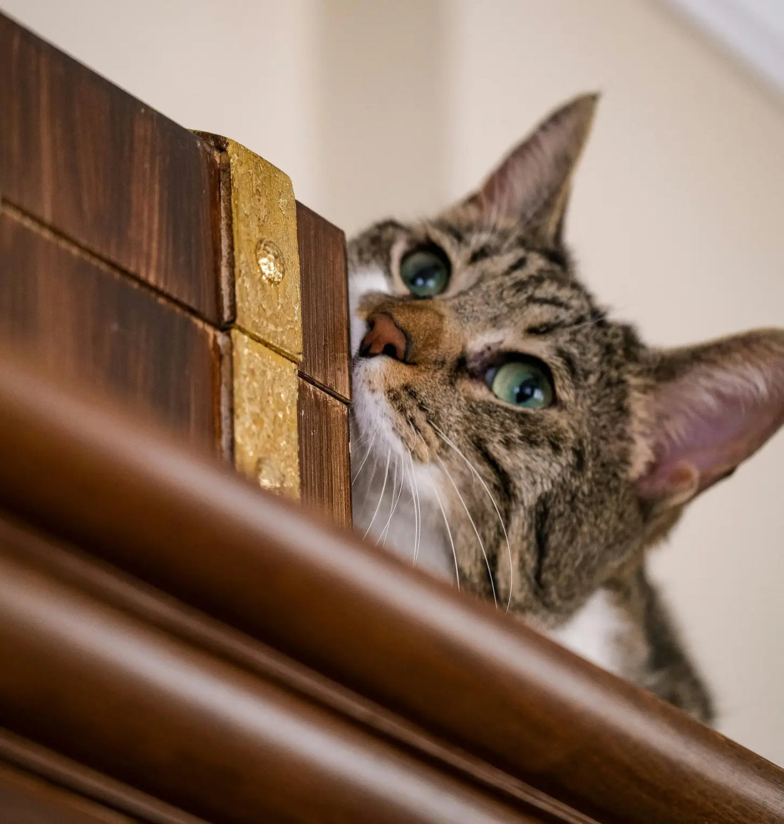 Cat Wormer Without Vet Prescription