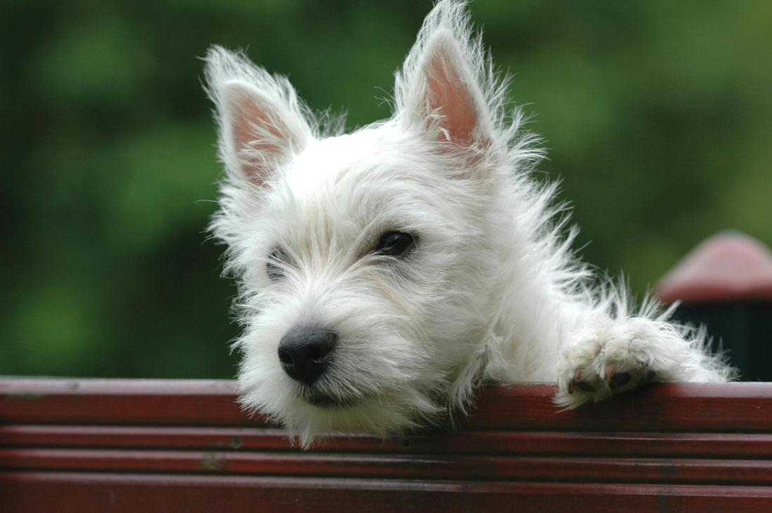 Happy dog and cat relaxing at home after Bravecto flea and tick treatment, showing no visible side effects.