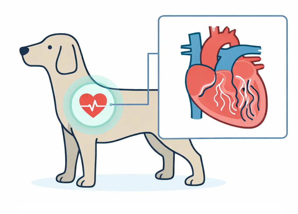 No prescription heartworm