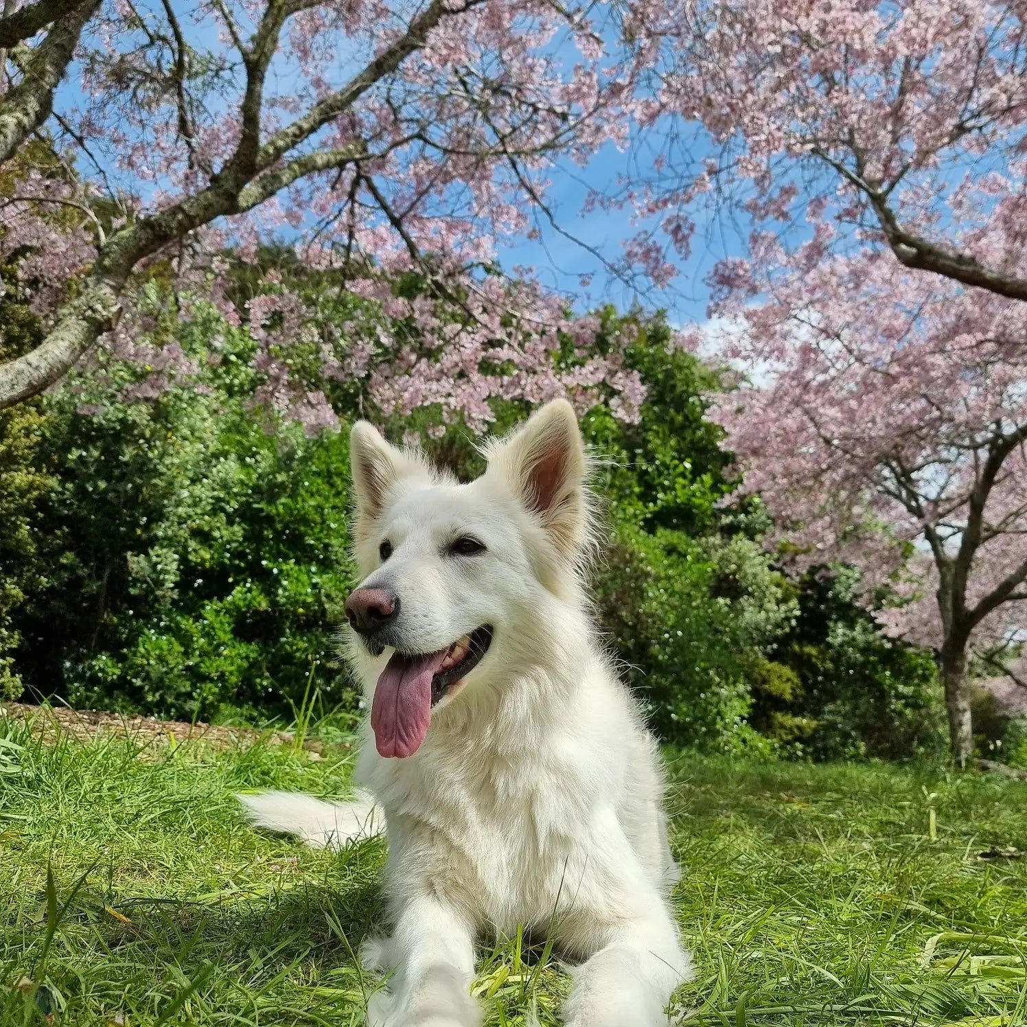 No Prescription Pets